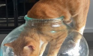 Contortionist Cat Squeezes into Tight Space