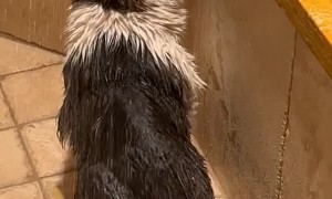 Cat Named Shiba in the Shower