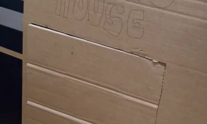 Kitty Not in the Mood for Visitors