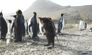 Muddy Penguin Chick Has a Bad Hair Day