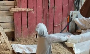 Son Wanting to Be Like Dad Helps Unload Feed from Truck