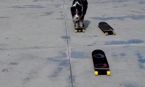 Dog Jumps From Skateboard to Skateboard