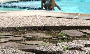 Clumsy Puppy Slips and Falls into Pool