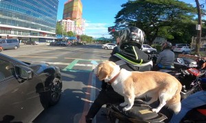Perfectly Balanced Puppy Rides on Scooter