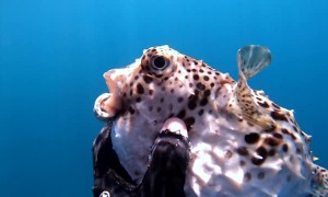 Diver Gives Fish a Helping Hand