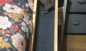 Adorable Puppy has her Own Bed Ramp