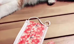 Cat Thief Called Out