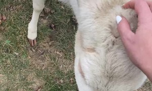 White Deer in the Backyard