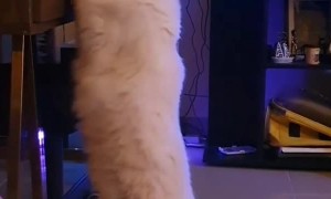 Cat is Determined to Get to Hidden Catnip Bag