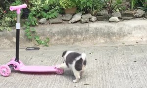 Puppy Rides Along on Scooter