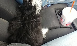 Australian Shepherd Puppy is Protective of Mom