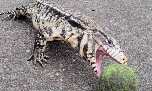 Argentine Tegu Takes on Tennis Ball