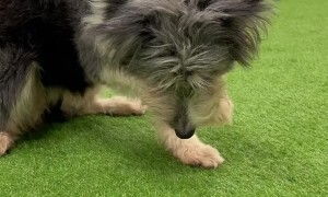 Border Collie Does Tricks