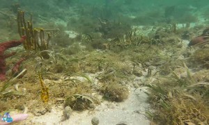 Wild Octopus Makes Friends With Diver