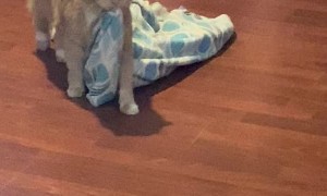 Kitty Drags His Blankie