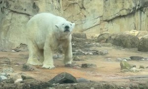 Polar Bear Appears to be Dancing