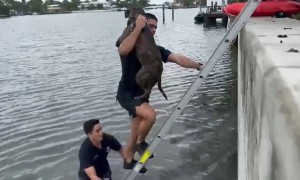 Dog rescued after falling into bay at Miami Beach