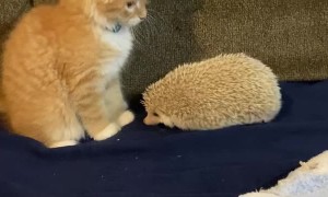 Hedgehog's Quills Make Kitten Jump
