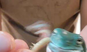 Feeding Dumpy a Freshly Molted Superworm