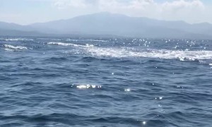 Close Up Show for Whale Watchers