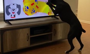 Dog Knocks Television Over Searching for Squeaky Toy