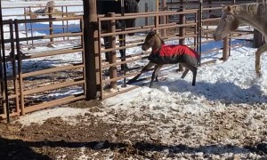 Two Day Old Colt's First Time Out of the Barn