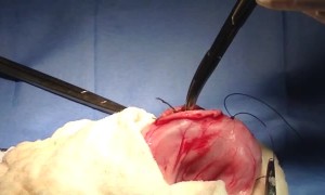Several Items Removed from Cat's Stomach during Endoscopy