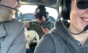 Dog Experiences Zero Gravity Flight