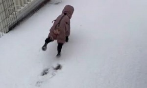 Sensitive pup won't go in the snow without jacket