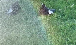 Magpies Escape Summer Under Garden Hose Spray