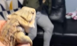 Guy Has a Very Strong Reaction to Pet Lizard
