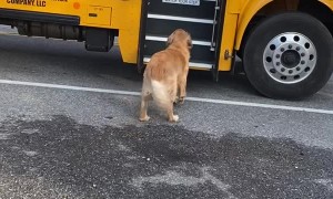 Kody the Golden Carries Girl's Backpack to the House