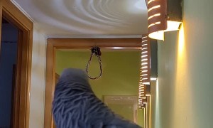 Pipas the Parrot Doesn't Want to be Recorded