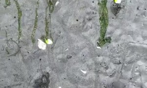 Strange sand holes spout water when poked