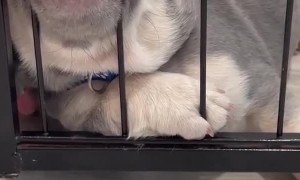 Puppy Sleeps Leaning on Playpen