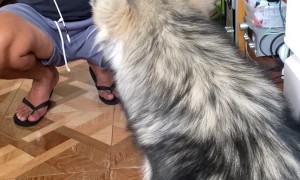 Husky Talks Back While Being Scolded