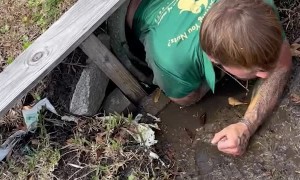 Injured Raccoon Rescued from Pipe