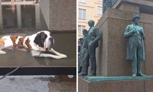 Tired dog decides to take a break in the fountain