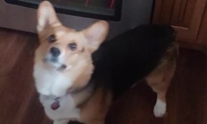 Cute Corgi Doesn't Let a Single Treat Hit the Floor