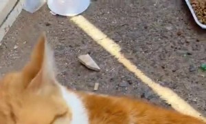 Kitty Jealously Watches Over Friendly Stray