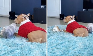 Indifferent pit bull completely ignores playful bunny