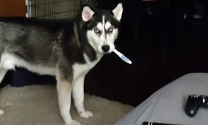 Husky Steals His Owner's Toothbrush