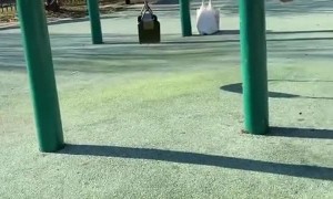 Grandpa Does a Backflip off a Park Swing