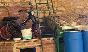 Clever Dog Climbs Ladder With Ease