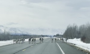 Reindeer we saw in Tok, Alaska