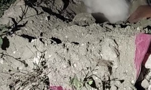 Rescuing a Kitten from Under a Building