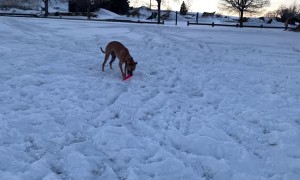 Dog Sleds Down Hill on Frisbee