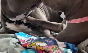Pit bull best friends share some love & kisses 