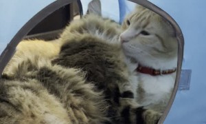 Two Adorable Cats Snuggle Together