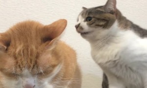 Sister Cat Chomps at Brother to Try to Get Him to Move